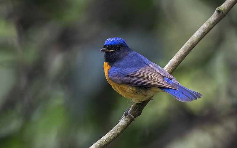Fujian Niltava (Niltava davidi) at Cuc Phuong Bird Hides - Northern Vietnam. Photo by: Bui Duc Tien - Vietnam Bird Photography Tours - Vietbirdphototours.com